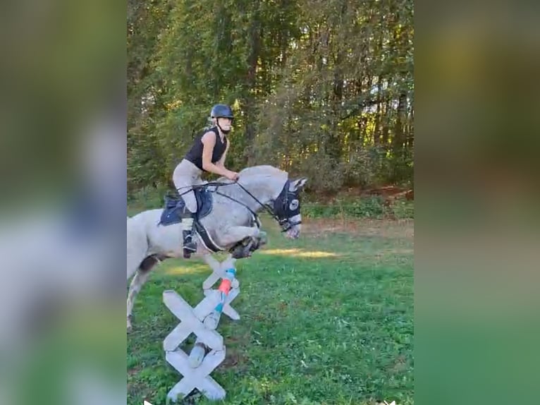 Camargue Mix Ruin 13 Jaar 138 cm Vliegenschimmel in Gempen