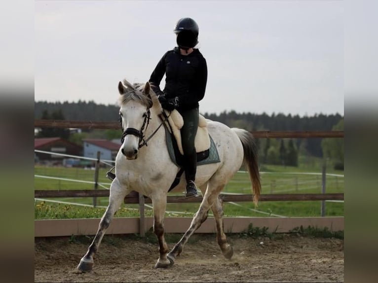 Camargue Mix Ruin 16 Jaar 143 cm Schimmel in Dauchingen