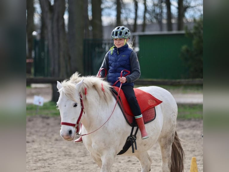 Camargue Ruin 18 Jaar 147 cm Schimmel in Altlandsberg