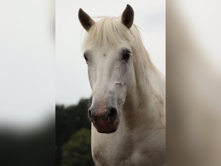 Camargue Ruin 18 Jaar 147 cm Schimmel in Altlandsberg