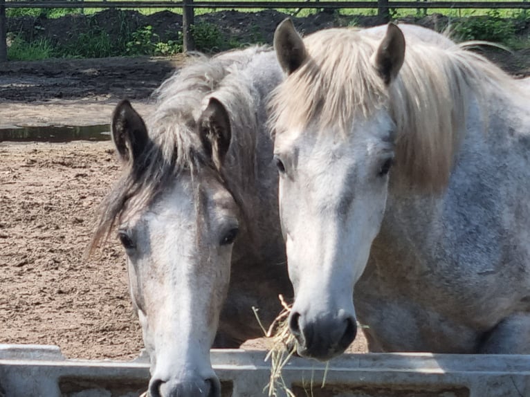 Camargue Ruin 1 Jaar 145 cm Schimmel in Rijkevoort-De Walsert