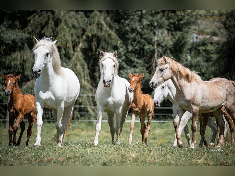 Camargue Ruin 2 Jaar 147 cm Schimmel in Scheffau am Wilden Kaiser