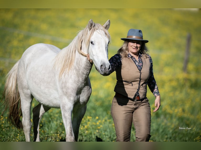 Camargue Ruin 2 Jaar 147 cm Schimmel in Scheffau am Wilden Kaiser