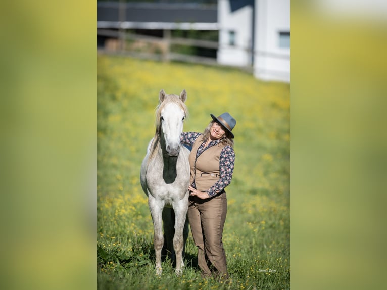 Camargue Ruin 2 Jaar 147 cm Schimmel in Scheffau am Wilden Kaiser