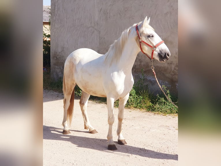 Camargue Ruin 3 Jaar 145 cm Schimmel in Saint Jean sur reyssouze