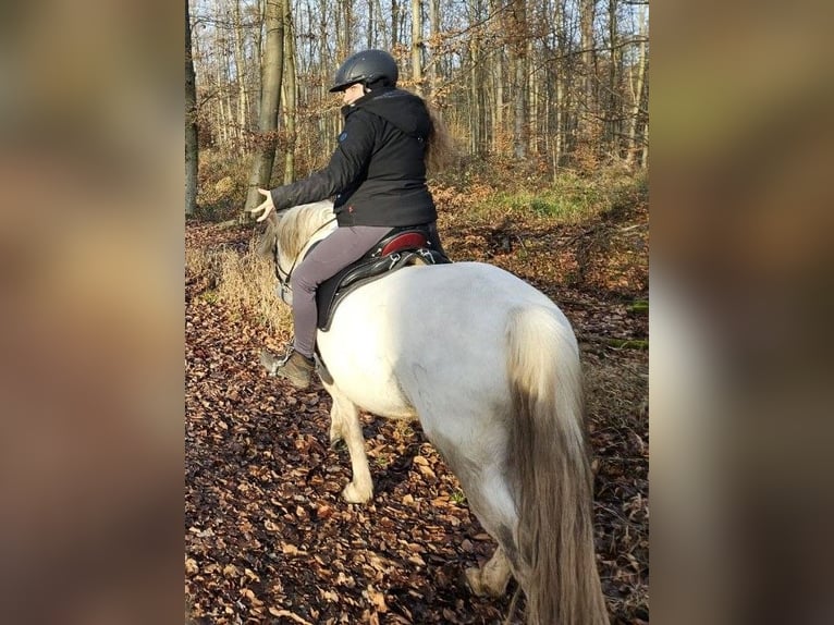 Camargue Ruin 8 Jaar 143 cm Schimmel in Ober-Mörlen
