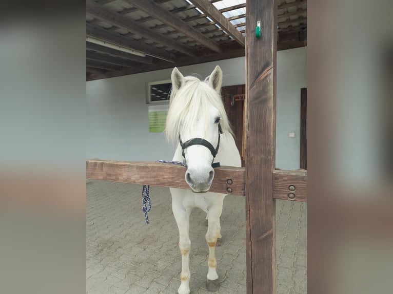 Camargue Ruin 8 Jaar 143 cm Schimmel in Ober-Mörlen