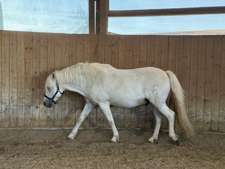 Camargue Ruin 8 Jaar 143 cm Schimmel in Ober-Mörlen