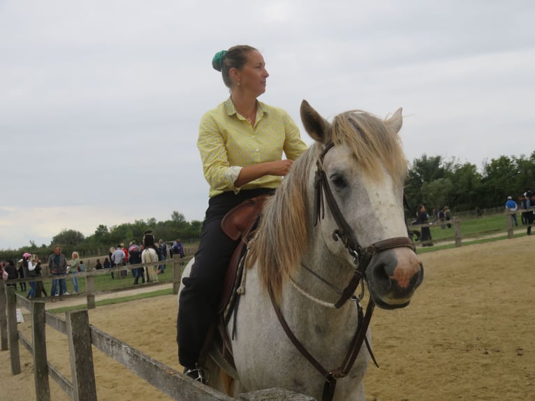 Camargue Stallion 4 years 14,2 hh Grey in 77948