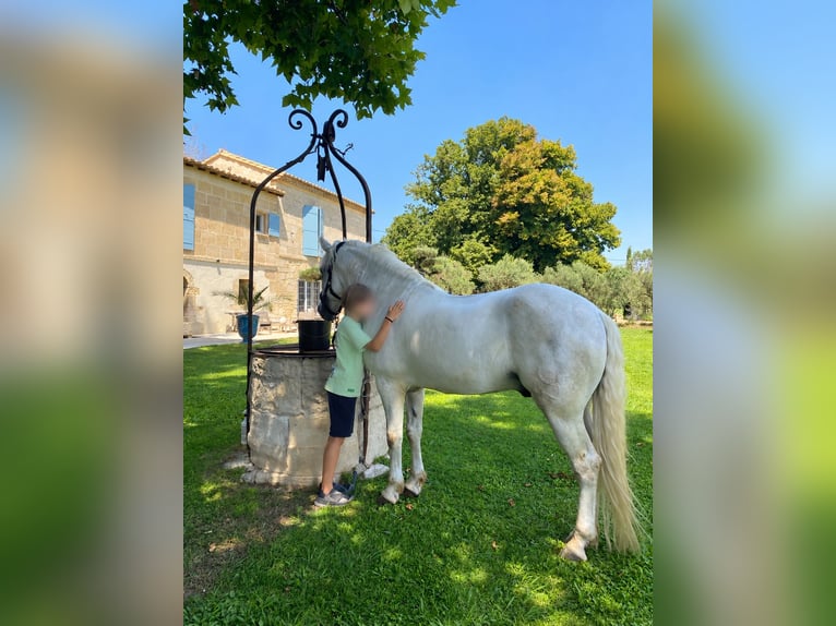 Camargue Stallion 9 years 14.3 hh Grey in Avignon