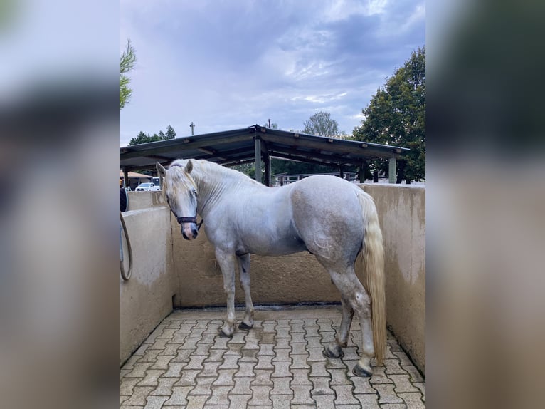 Camargue Stallion 9 years 14.3 hh Grey in Avignon
