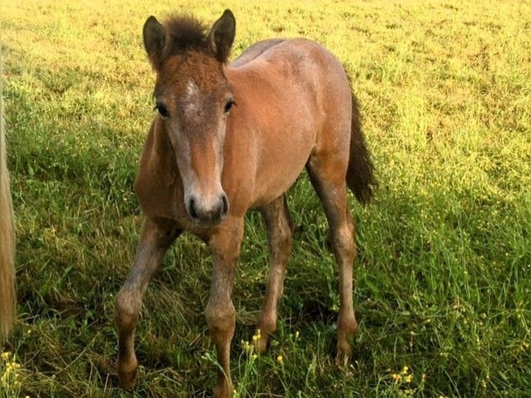 Camargue Stallion Foal (05/2024) Gray in bueil en touraine