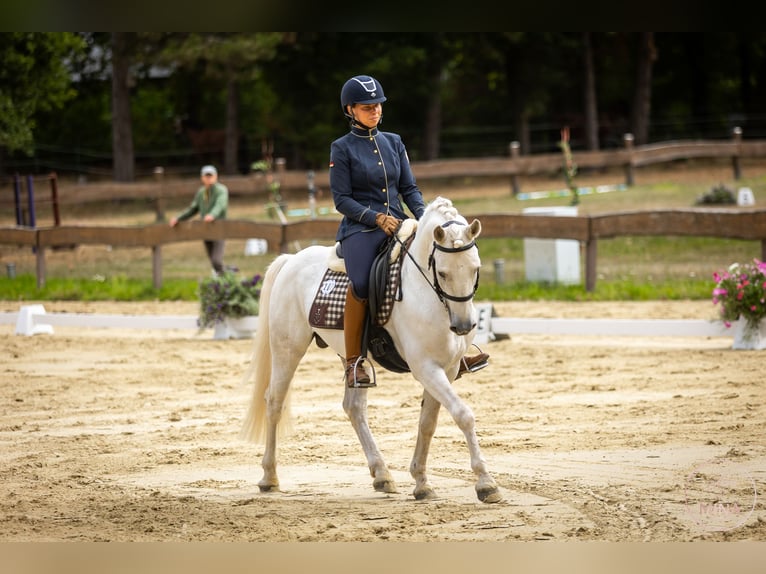 Camargue Stallion Grey in Wesel