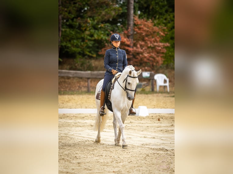 Camargue Stallion Grey in Wesel