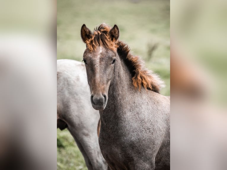 Camargue Stallone 1 Anno Grigio in Bad Essen