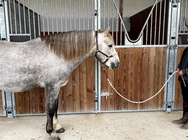 Camargue Stallone 4 Anni 148 cm Grigio in 77948