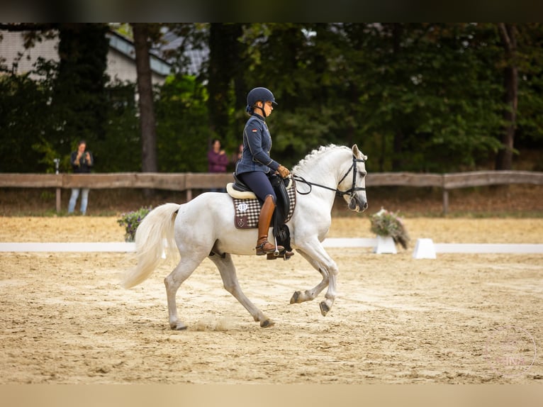Camargue Stallone Grigio in Wesel