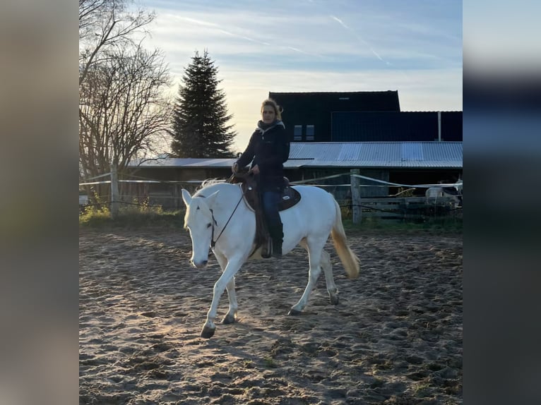 Camargue Stute 10 Jahre 145 cm Schimmel in Hessisch Oldendorf