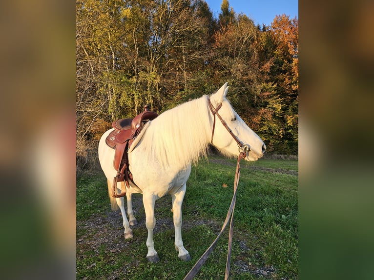 Camargue Stute 10 Jahre 145 cm Schimmel in Hessisch Oldendorf