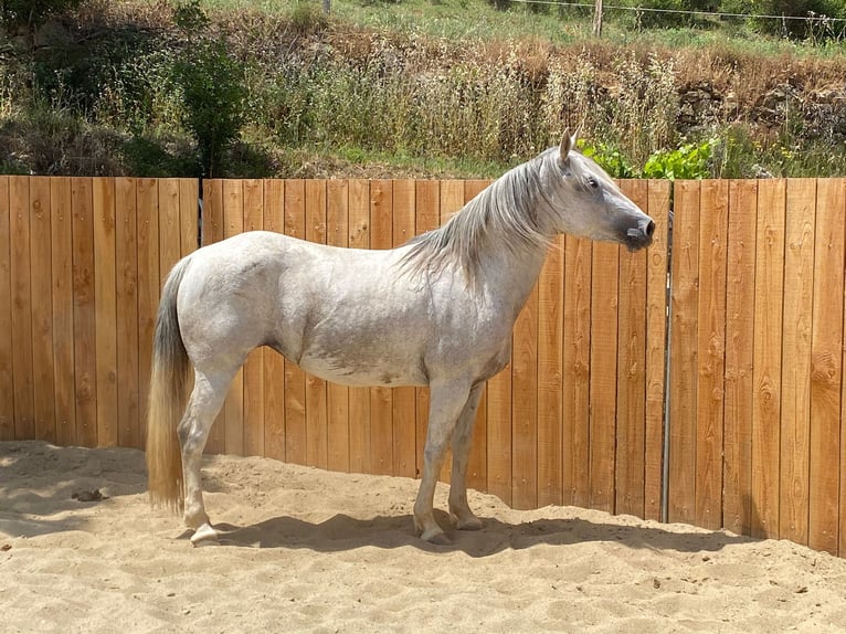 Camargue Mix Stute 10 Jahre 150 cm in Montgaillard