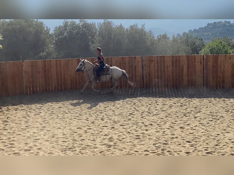Camargue Mix Stute 10 Jahre 150 cm in Montgaillard