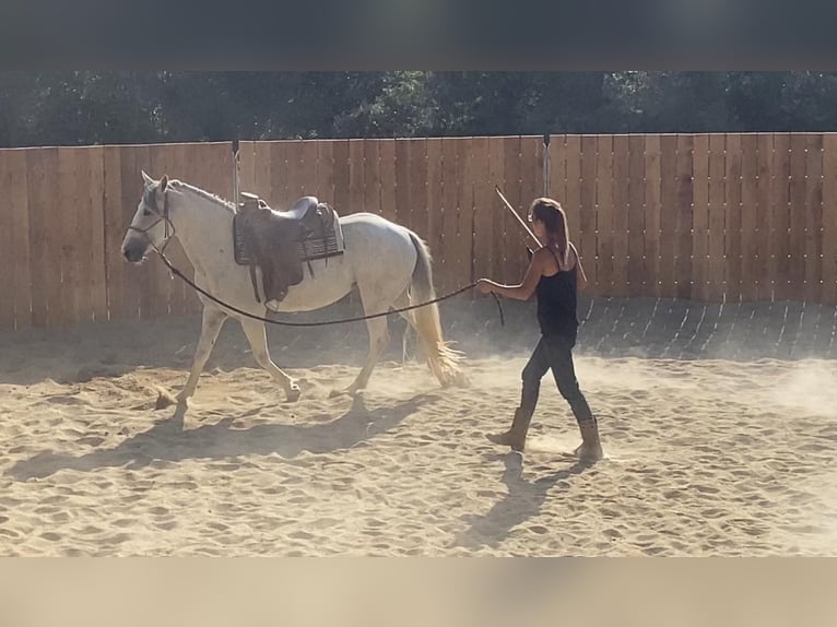 Camargue Mix Stute 10 Jahre 150 cm in Montgaillard