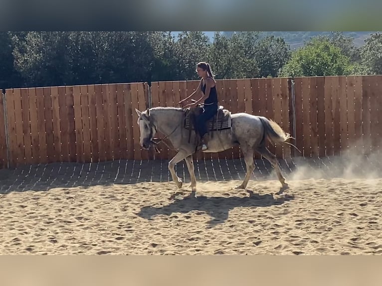 Camargue Mix Stute 10 Jahre 150 cm in Montgaillard