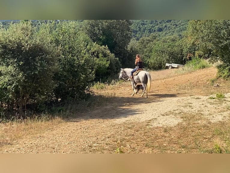 Camargue Mix Stute 10 Jahre 150 cm in Montgaillard