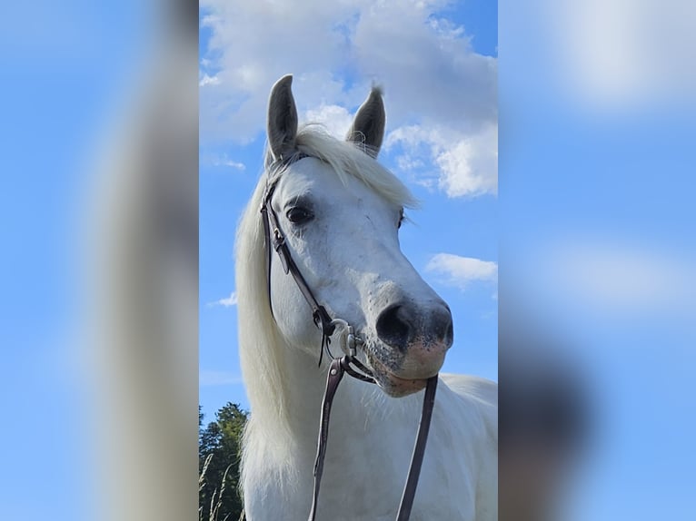 Camargue Stute 11 Jahre 145 cm Schimmel in Hessisch Oldendorf