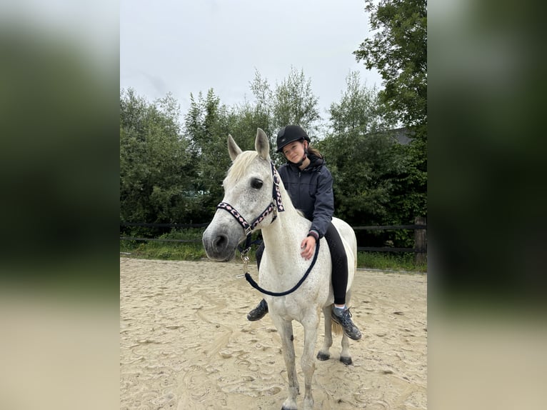 Camargue Stute 13 Jahre 145 cm in Bochum