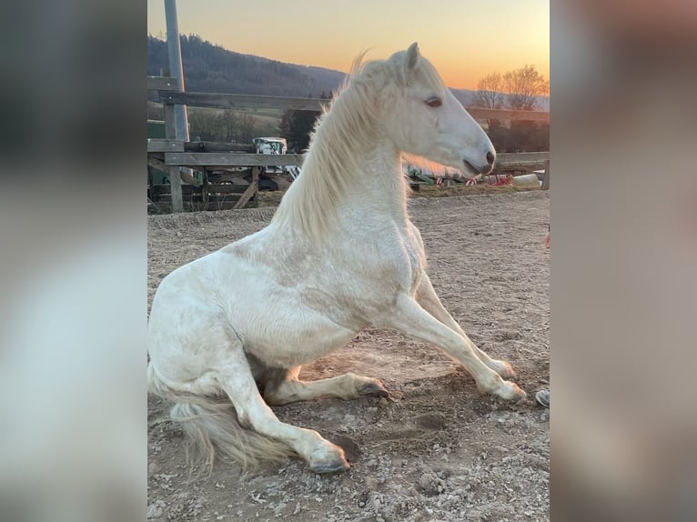 Camargue Stute 13 Jahre 147 cm Schimmel in Weissach im Tal