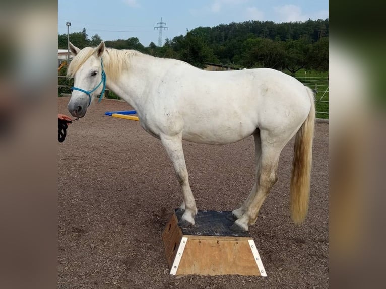 Camargue Stute 13 Jahre 147 cm Schimmel in Weissach im Tal