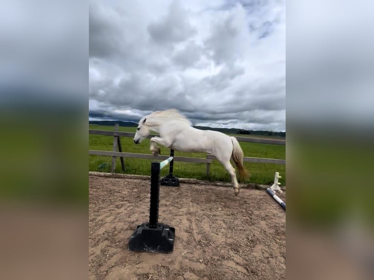 Camargue Stute 13 Jahre 147 cm Schimmel in Weissach im Tal