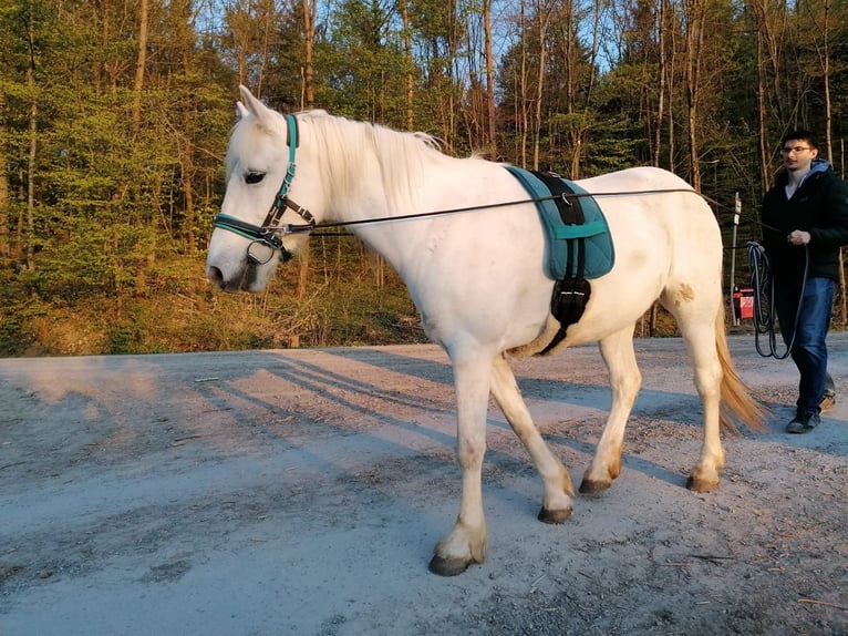 Camargue Stute 13 Jahre 147 cm Schimmel in Weissach im Tal