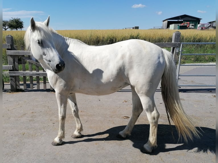 Camargue Stute 13 Jahre 147 cm Schimmel in Weissach im Tal