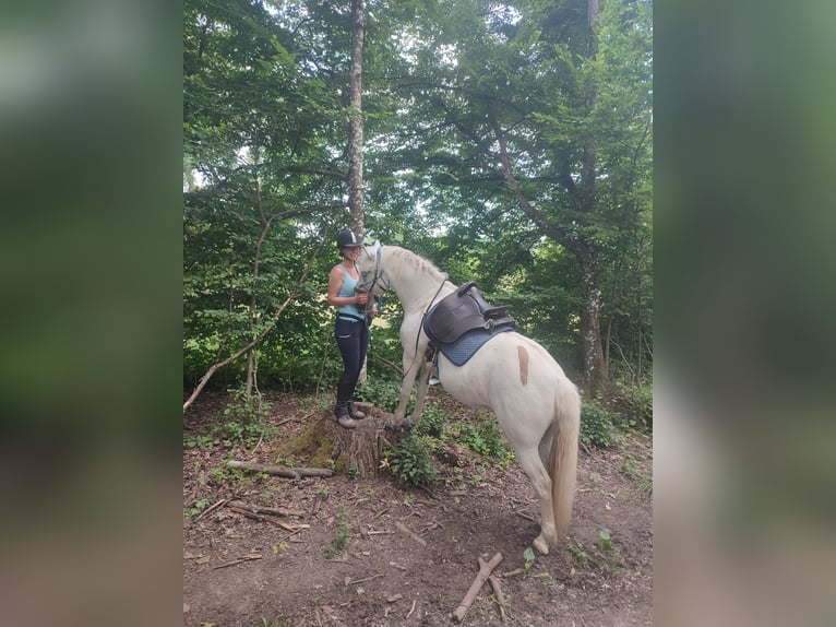 Camargue Stute 13 Jahre 147 cm Schimmel in Weissach im Tal