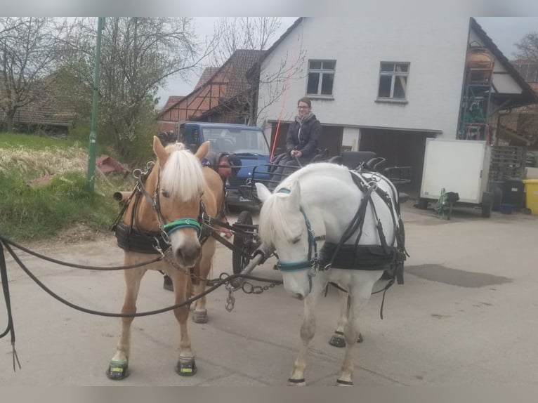 Camargue Stute 13 Jahre 147 cm Schimmel in Weissach im Tal