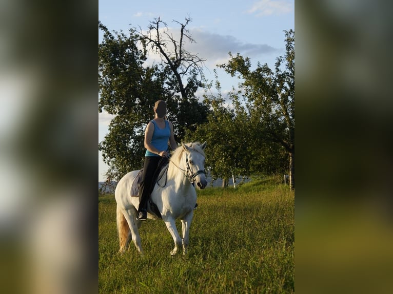Camargue Stute 13 Jahre 147 cm Schimmel in Weissach im Tal