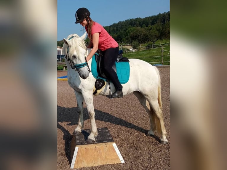 Camargue Stute 13 Jahre 147 cm Schimmel in Weissach im Tal