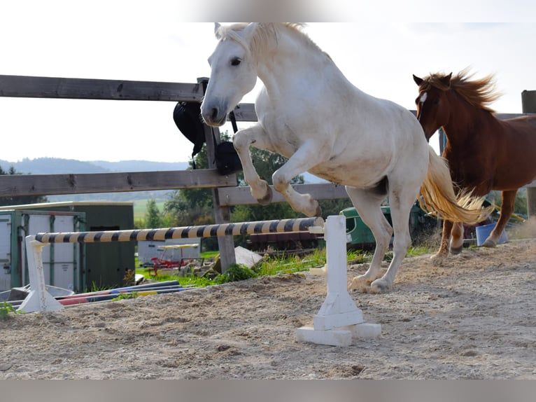 Camargue Stute 13 Jahre 147 cm Schimmel in Weissach im Tal
