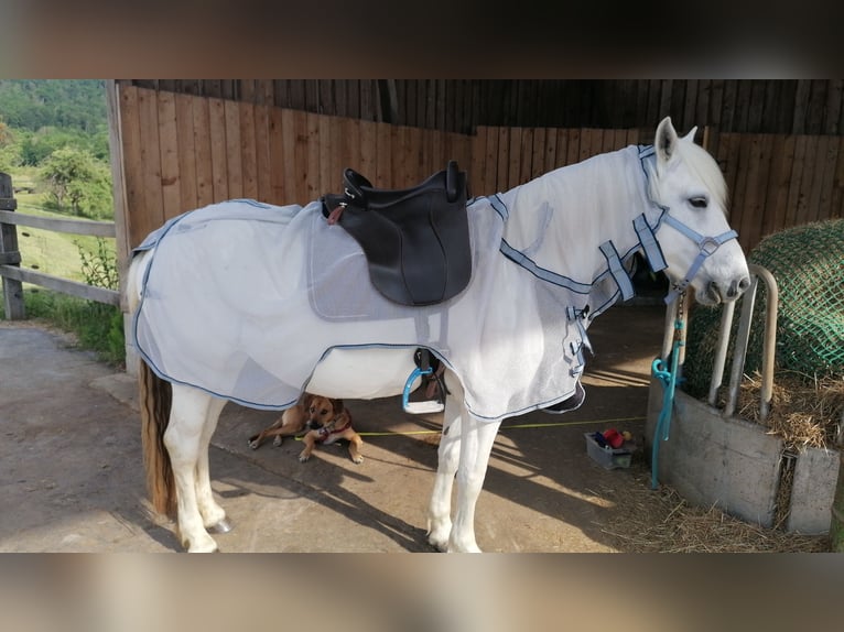 Camargue Stute 13 Jahre 147 cm Schimmel in Weissach im Tal