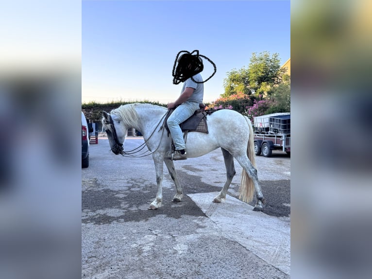 Camargue Mix Stute 3 Jahre 152 cm White in Rognonas
