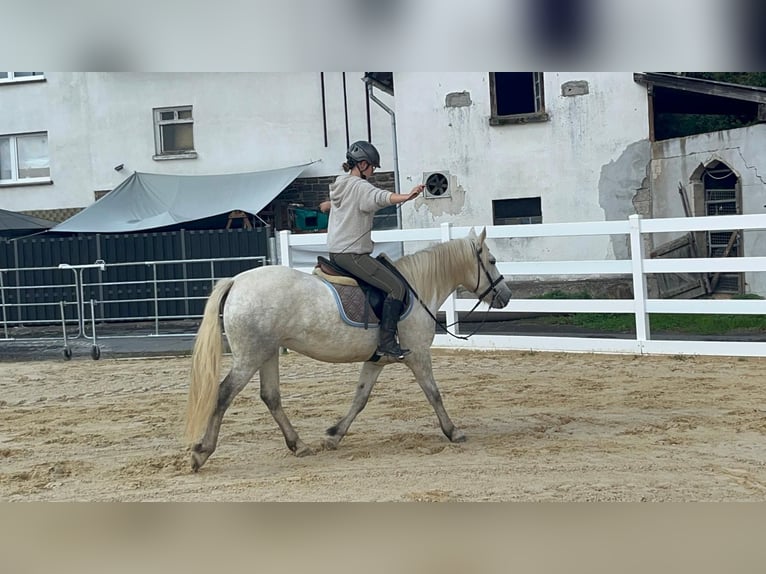 Camargue Stute 5 Jahre 148 cm Schimmel in Morsbach