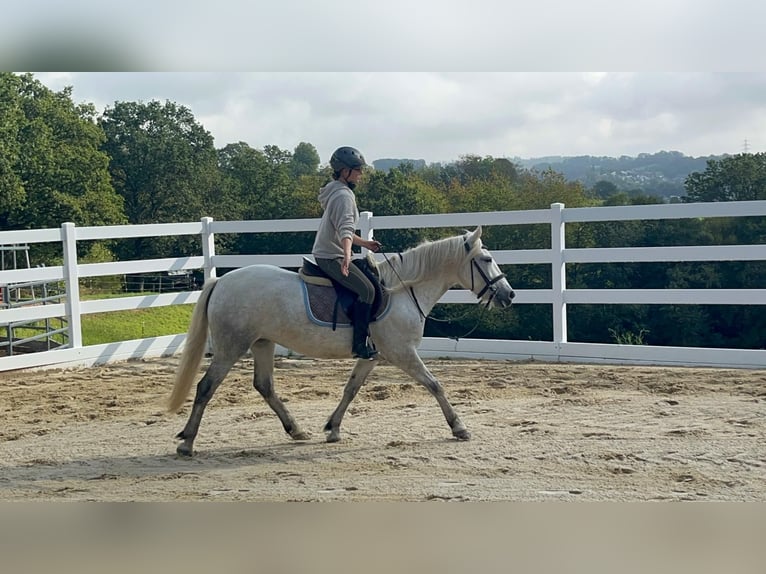 Camargue Stute 5 Jahre 148 cm Schimmel in Morsbach