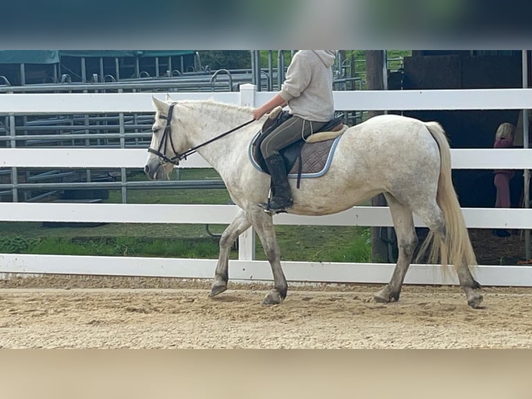 Camargue Stute 5 Jahre 148 cm Schimmel in Morsbach