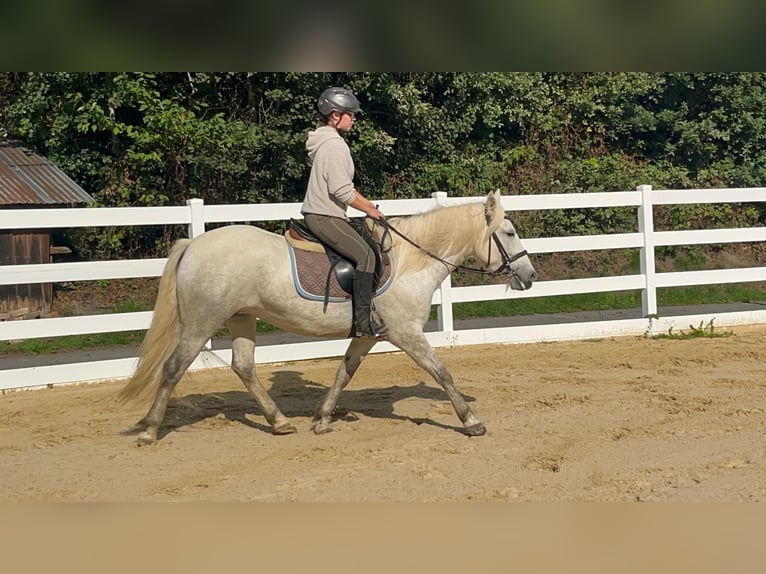 Camargue Stute 5 Jahre 148 cm Schimmel in Morsbach