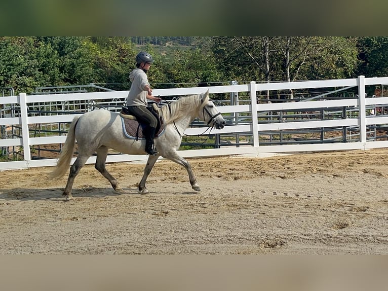 Camargue Stute 5 Jahre 148 cm Schimmel in Morsbach