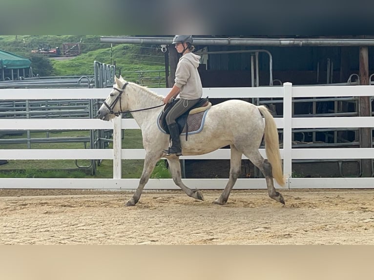 Camargue Stute 5 Jahre 148 cm Schimmel in Morsbach