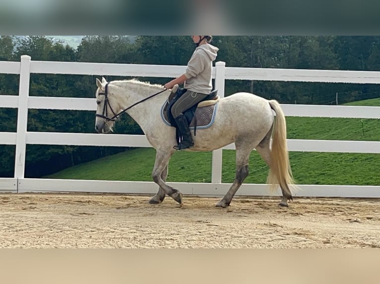Camargue Stute 5 Jahre 148 cm Schimmel in Morsbach
