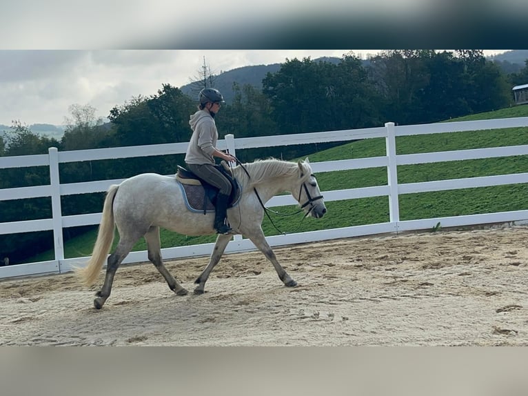 Camargue Stute 5 Jahre 148 cm Schimmel in Morsbach